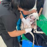 26-04-2023 PPP atenciones veterinarias en hospital Latacunga. 3